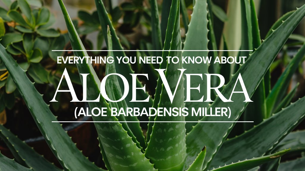 aloe vera health benefits