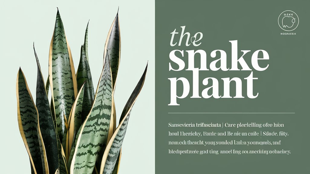 care tips for snake plant