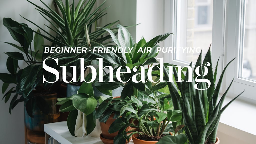 selecting air purifying plants