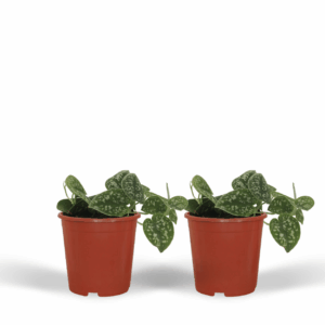 2x Scindapsus Pictus Silber - Epipremnum, 15cm, Ø12cm Töpfe