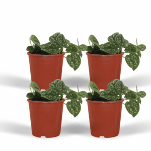 4x Scindapsus Pictus - Silbergrüne Epipremnum - 5cm Pflanze, 12cm Topf