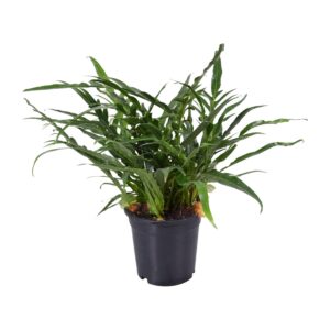 Aglaomorpha Coronans Farn – Grün, Ø17cm, 45cm Höhe – Zimmerpflanze