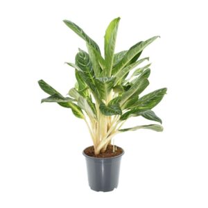 Aglaonema Keylime – Zimmerpflanze Grün, 70cm Hoch, 21cm Topf