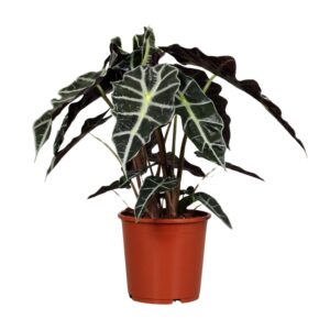 Alocasia Polly Pflanze 45cm hoch, Ø17cm Topf – Grünes Wohnaccessoire