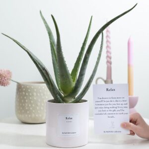 Aloe Vera Geschenk 'Relax' mit Grußkarte – 40cm Grün, Ø12cm