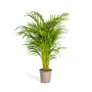 Areca-Palme Dypsis Ø24cm, Höhe 120-140cm