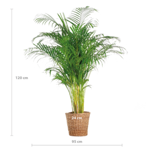 Areca-Palme XL mit Korb Torun – 120cm Ø24
