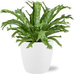 Asplenium Nidus Crissie mit weißem Brussels Topf Ø17cm, 40cm hoch