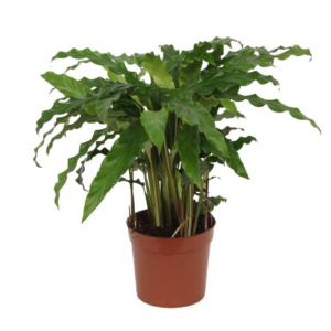 Calathea Bluegrass - 35 cm - Ø12cm