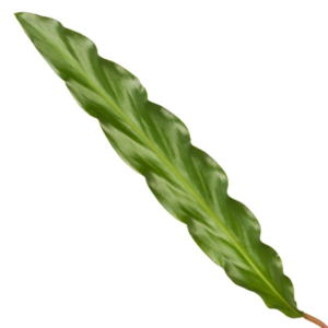 Calathea Elgergrass - 70cm - Ø17cm