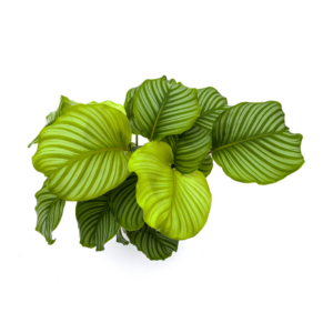 Calathea Orbifolia 27cm Topf – Große Zimmerpflanze 70-90cm