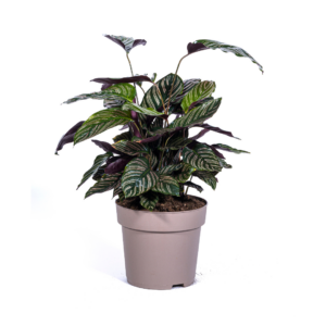Calathea Ornata Sanderiana 27cm – Zimmerpflanze mit rosa Streifen 60-80cm