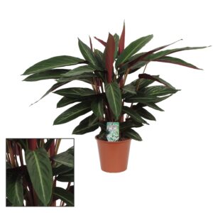 Calathea Stripestar Zimmerpflanze Ø17cm H65cm – Grüne Blattschönheit