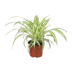 Chlorophytum Grünpflanze 25cm hoch, Zimmerpflanze im 12cm Topf