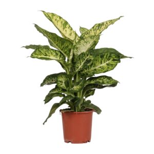 Dieffenbachia Mars Zimmerpflanze – 50cm Hoch, Ø17cm, Grüne Blätter