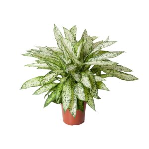 Dieffenbachia Vesuvius Zimmerpflanze – 80cm hoch, Topf 27cm