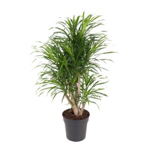 Dracaena Anita Zimmerpflanze, Grün, Ø24cm Topf, 100cm Höhe