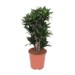 Dracaena Compacta Zimmerpflanze Grün Ø24cm, 80cm Hoch, Pflegeleicht