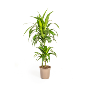 Dracaena Deremensis Lisa Grünpflanze Ø19cm Höhe 70-90cm