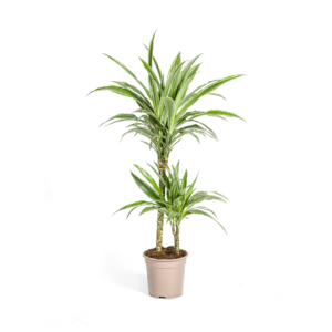 Dracaena Deremensis White Stripe 19cm Topf – 70-90cm Zimmerpflanze