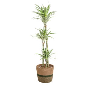Dracaena Deremensis White Stripe im Korb Ø24cm, Höhe 130-150cm