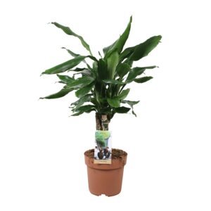 Dracaena Fragrans Steudneri Grün, 55cm Hoch, 17cm Topf