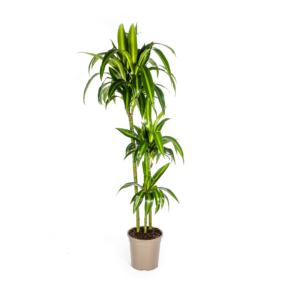 Dracaena Hawaiian Sunshine Ø24cm, 130-150cm hoch, Grünpflanze