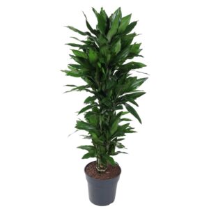Dracaena Janet Lind vertakt - 120 cm - ø27