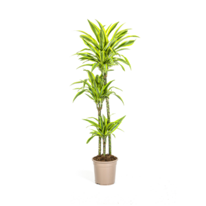 Dracaena Lemon Lime 130-150cm – Große Zimmerpflanze Ø24cm