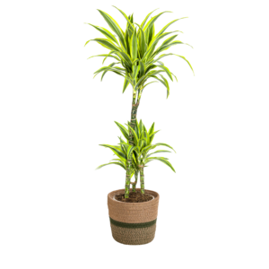 Dracaena Lemon Lime im Korb Ø21cm, 90-110cm Zimmerpflanze