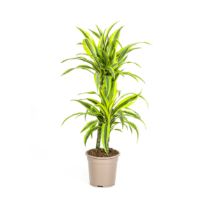 Dracaena Lemon Lime Ø19cm – Zimmerpflanze, 70-90cm, grün-gelb