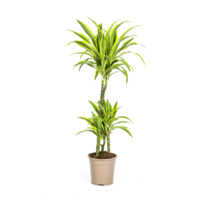 Dracaena Lemon Lime Ø21cm – 90-110cm Hohe Zimmerpflanze