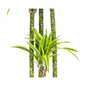 Dracaena Lemon Lime Zimmerpflanze Ø27cm, 170-190cm hoch, Luftreiniger