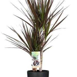 Dracaena Magenta 80cm mit Brüssel Topf Ø17cm Anthrazit