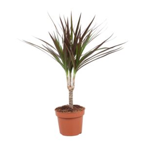 Dracaena Magenta Zimmerpflanze, 50cm hoch, 12cm Topf, Farbakzent