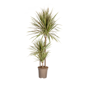 Dracaena Marginata Bicolor – 21cm Topf, 110-130cm Hoch, Zimmerpflanze
