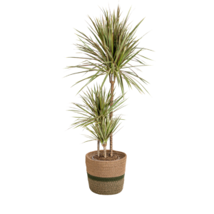 Dracaena Marginata Bicolor im Korb Ø21cm, 110-130cm Zimmerpflanze