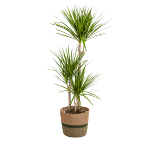Dracaena Marginata Green mit Korb Ø21cm, 110-130cm Hoch