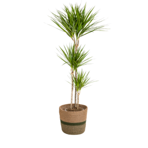 Dracaena Marginata Grün mit Korb Ø24cm, 130-150cm Hohe Zimmerpflanze