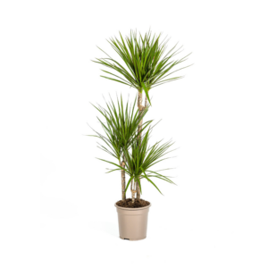 Dracaena Marginata Grün Ø21cm – 110-130cm Hohe Zimmerpflanze
