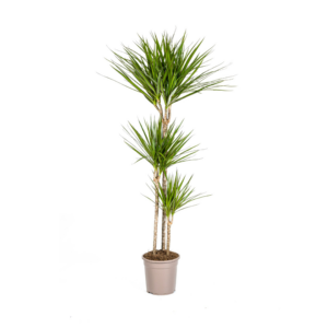 Dracaena Marginata Grünpflanze Ø24cm | 130-150cm Hoher Zimmerbaum