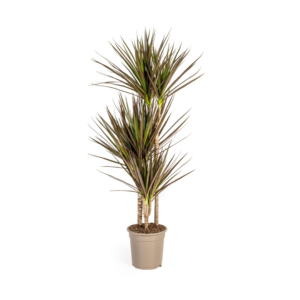Dracaena Marginata Magenta 110-130cm | 21cm Topf Zimmerpflanze