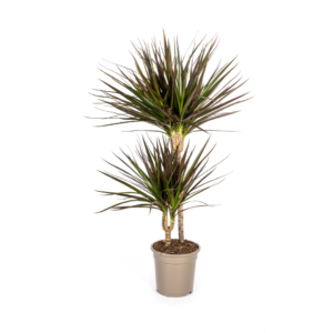 Dracaena Marginata Magenta 70-90cm – Zimmerpflanze Ø19cm