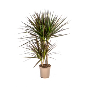 Dracaena Marginata Magenta Pflanze Ø17cm, 50-70cm Höhe, Zimmerpflanze