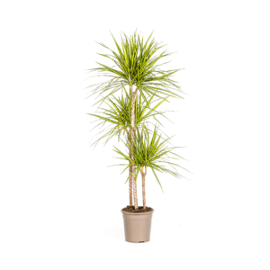 Dracaena Marginata Sunray 24cm Topf – 130-150cm Hohe Zimmerpflanze