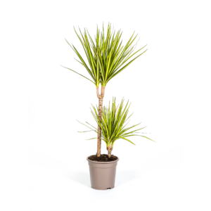 Dracaena Marginata Sunray – Zimmerpflanze 80-100cm, Ø19cm Topf