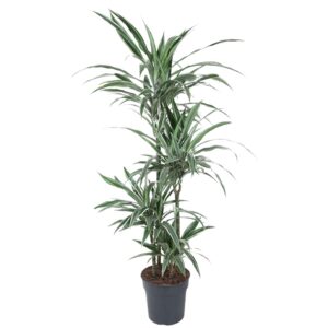 Dracaena Warneckei - 145 cm - ø30
