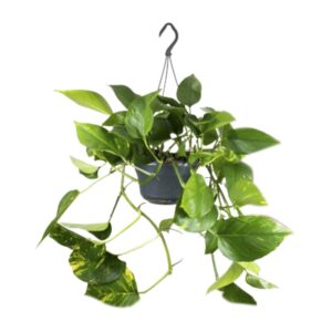 Epipremnum Aureum Zimmerpflanze - 15cm Topf, 25cm hoch, Grün