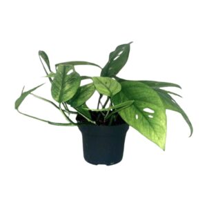 Epipremnum Cebu Blue Zimmerpflanze – 12cm Topf, 20cm Höhe
