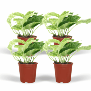 Epipremnum Marble Queen 4er-Set – 12cm Topf, 15cm Höhe, Buntlaubig